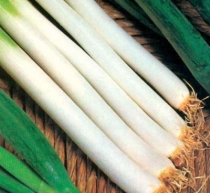 Cebollina bunching (a manojo)