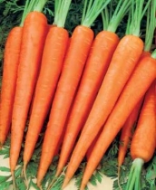 Carrot