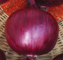 Red skin onion, long day