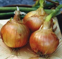 Yellow skin onion, overwintering type (short day)
