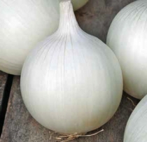 White skin onion long day