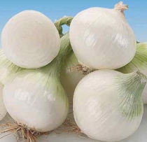 White skin onion, overwintering type (short and intermediate day)