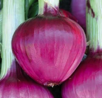 Red skin onion, overwintering type (short and intermediate day)