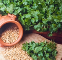 Cilantro