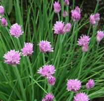 Chives