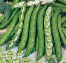 Broad Bean