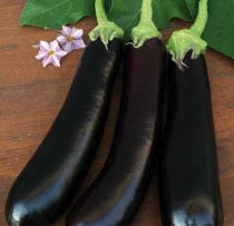 Eggplant