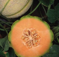 Melon