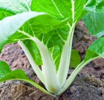 Oriental Brassicas