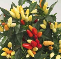 Pimiento ornamental picante