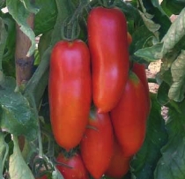 Elongated shaped tomatoes, indeterminate plant