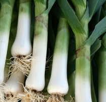 Leek