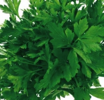 Parsley