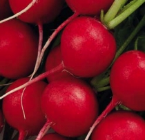 Radish