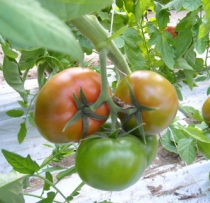 Round shaped tomatoes, indeterminate plant