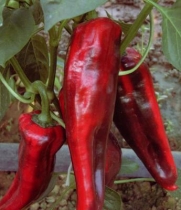 Pimiento