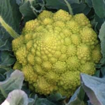 Romanesco CZ02016