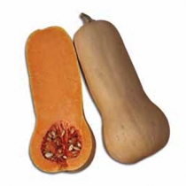 Butternut ZA00001