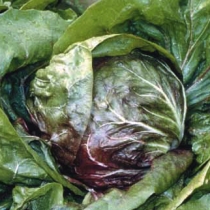 Palla rossa 2 sel. Giulio CR01002