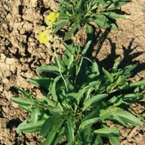 Wild rocket, olive leaf RU01015