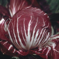 Palla rossa 2 sel. Presto CR01010