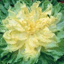 Escarole Ascolana sel. Berna IS01122