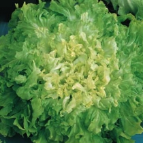 Escarole Gigante degli ortolani sel. Odissea IS01103