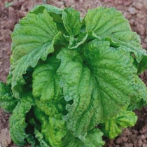 Lettuce leaf Tuscany type BS00012