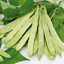 Green flat podded bean Prometeo FG00102