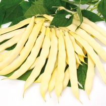 Yellow flat podded bean Telemaco FG00306