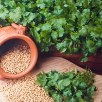 Cilantro tipo lento a subir CO00001