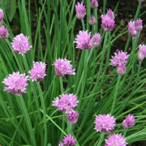 Chives EC00001