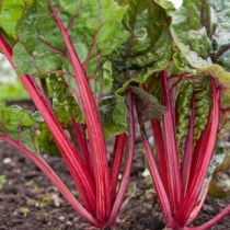 Rhubarb chard BT00022