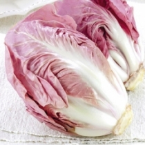 Pink chicory CR01108