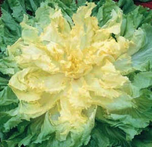 Escarole Ascolana sel. Berna