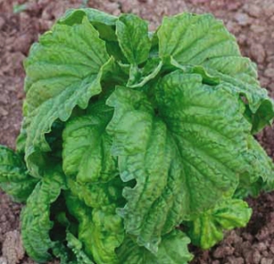 Tipo Toscano hoja de lechuga