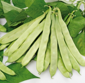Green flat podded bean Prometeo