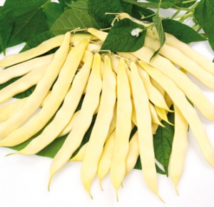 Yellow flat podded bean Telemaco