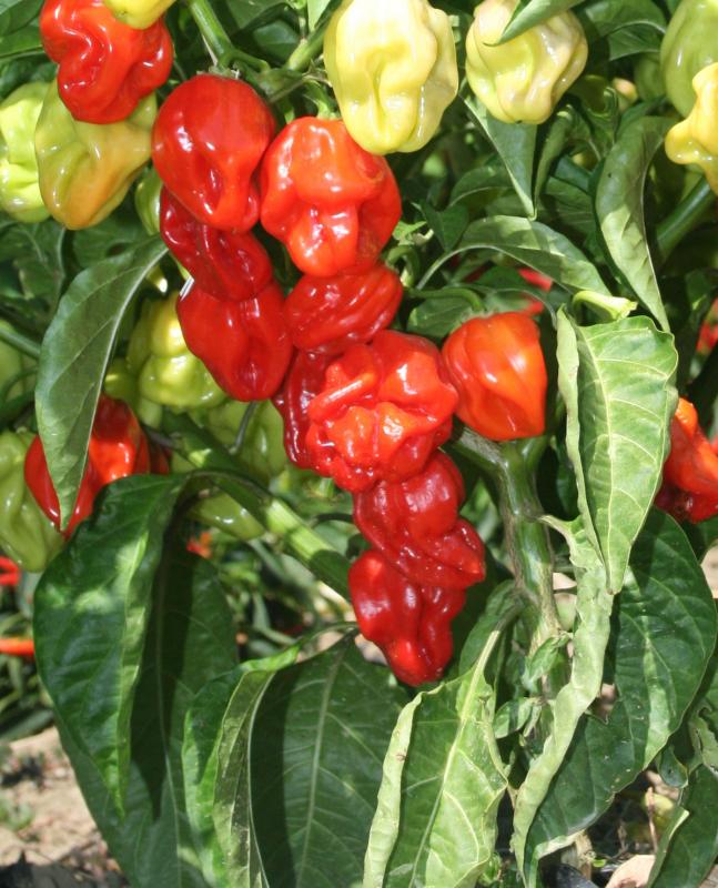 Перец Острый Хабанеро Семена Купить