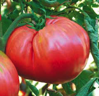 Ciccio (Supersteak type)