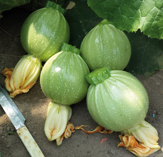 SAT 15741 F1 (ex SAT 1435 F1)