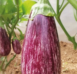 Vania F1 (ex SAT 1892 F1)