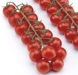 Kevin F1 (ex SAT 191116 F1)