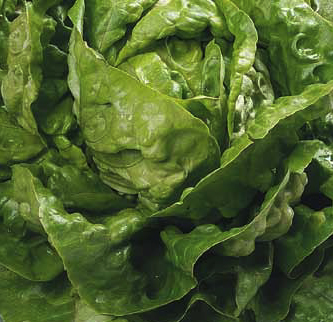 Kagraner Sommer 2 Sel. Clide