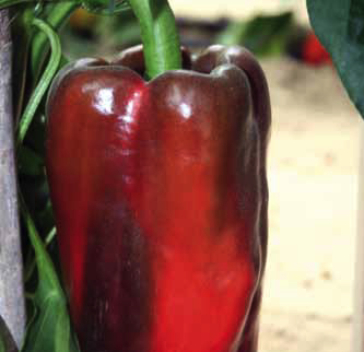 Pepper Kadmio F1