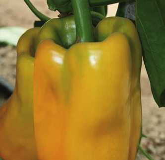 Pepper Kromo F1