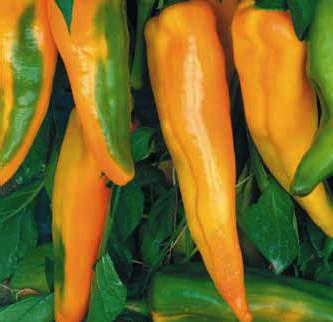 Corno di toro giallo