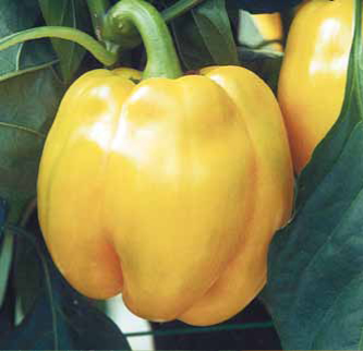 Quadrato d’Asti giallo