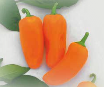 Break F1 (ex SAT 19822 F1)