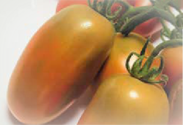 Fellini F1 (ex SAT 20117 F1)